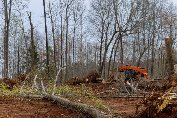 Best Tree Trimming and Pruning  in White Oak, MS