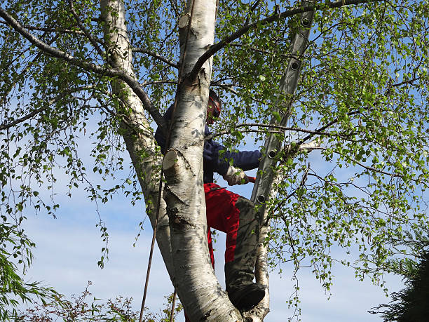 Leaf Removal in White Oak, MS